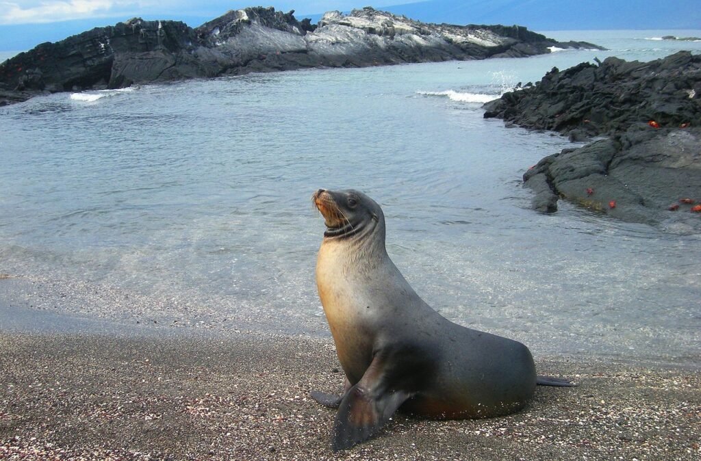 sea, lion, seal-21793.jpg